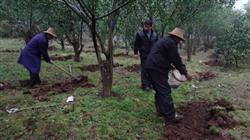 How to manage oranges in July?