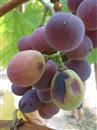 Summer high temperature and drought how to prevent grape fruit shrinkage disease?