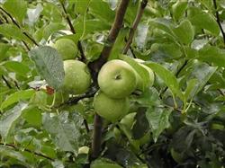 What is the main management of apple trees in summer?