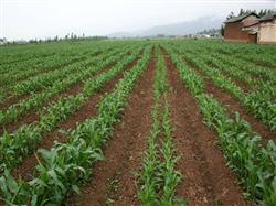 How to fertilize corn in summer?