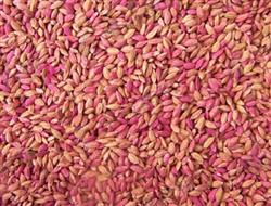 How to deal with the seeds of winter wheat before sowing?