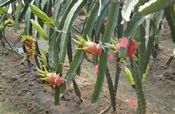 How to fertilize dragon fruit?