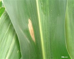 How to treat corn leaf spot?