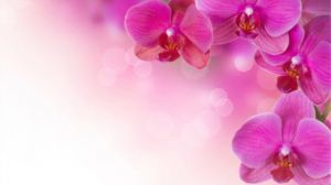 Can Phalaenopsis be poured with rice water?