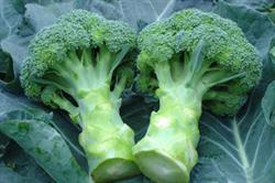 What causes the hollow of the main stem of broccoli?