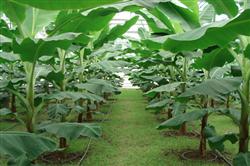 How to fertilize bananas scientifically?