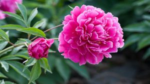 Difference between Paeonia lactiflora and Peony