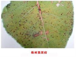 Occurrence regularity and control methods of black spot of poplar