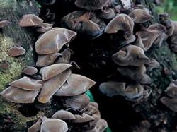 Cultivation of Auricularia auricula in rice straw sand bed