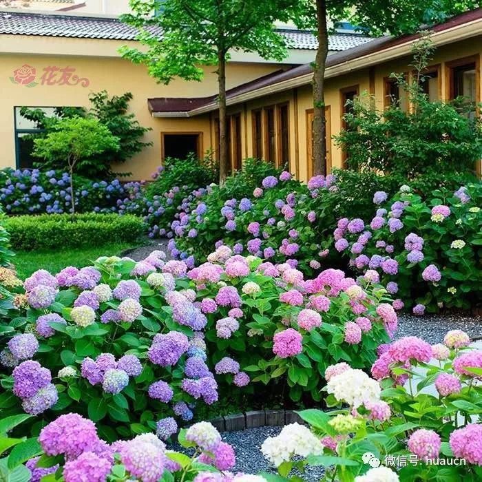 There are 15 kinds of grass flowers in the courtyard. There are a lot of flowers in full bloom.