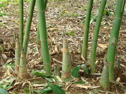 How to grow and manage bamboo shoots?