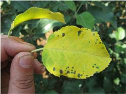 Which diseases and insect pests of apple trees need to be controlled in summer?