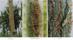 Timely Control of Poplar Bacterial Canker and Rot