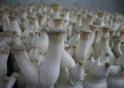 Skillful improvement of inoculation method of Pleurotus eryngii