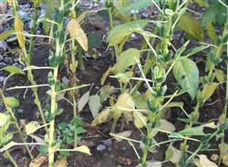 How to control sesame mosaic disease