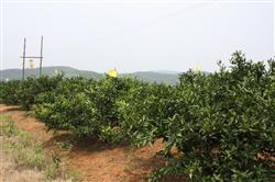 How to manage growing oranges in summer?