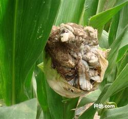 What if the corn core is rotten?