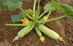 How to grow zucchini in autumn?