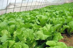 How to grow greenhouse cabbage in summer?