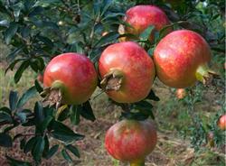 Which method is often used to control pests in pomegranate trees?