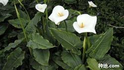 Can calla lilies bloom all the year round?