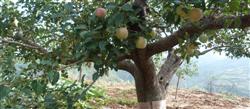 How to manage apple trees in summer?