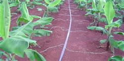 How to irrigate and fertilize bananas in each stage?