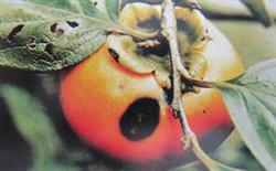 How to prevent and cure anthracnose of persimmon?