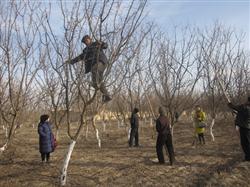 How to winter tube if apricot trees want to produce high yield?