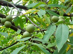 What are the fruit diseases of walnut trees in the late stage?