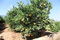 How to manage oranges in summer and autumn?