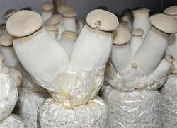 Preparation of mushroom bag of Pleurotus eryngii