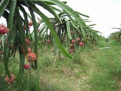 How to manage the planting of dragon fruit?