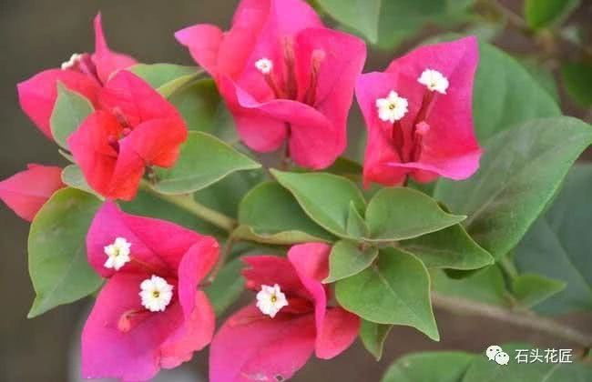 The maintenance of triangulated plum in a wave of hot weather should pay attention to these three points away from yellow leaves and scorched leaves.