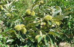 How to manage chestnut trees before and after fruit picking