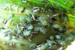 How to control sorghum aphids