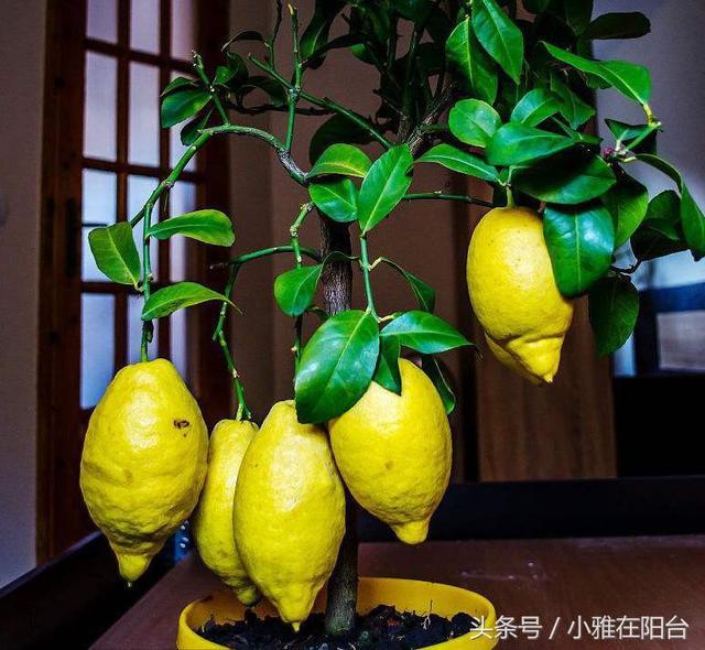 Potted lemons grow luxuriantly in this way. They bloom and bear many fruits. The fruits are big and beautiful.