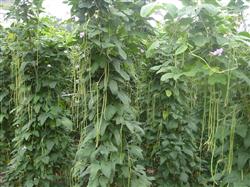 How to prevent and cure rust by planting beans in autumn?