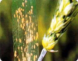 How to control wheat diseases and insect pests