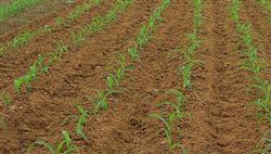 What should we pay attention to when sowing summer corn?