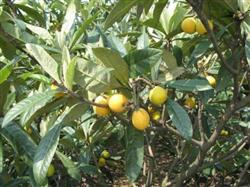 What is the management of loquat trees in summer?