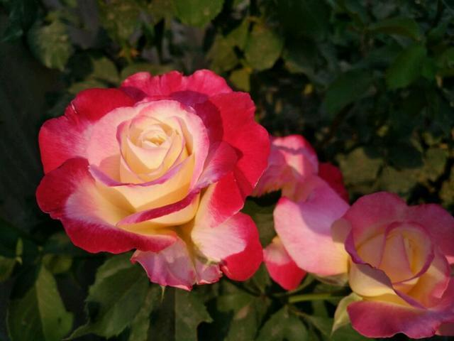 The potted plant with the strongest scent of flowers has won the International Horticultural Award. One plant can smoke a room of fragrance and is beautiful and easy to raise.