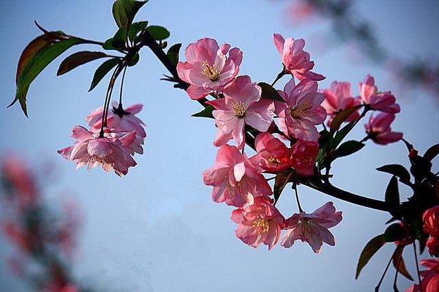 What is a weeping begonia? How to maintain as a bonsai