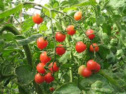 Planting cherry tomatoes: how to prevent cherry tomatoes from growing?