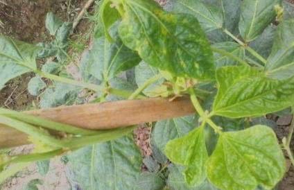 What's wrong with the curly leaves of the beans in the farmer's house without pesticide?