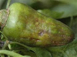 What diseases do you need to control when planting sweet pepper?