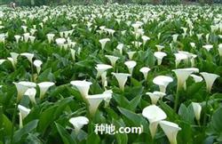 Seeking: soilless cultivation technique of calla lotus