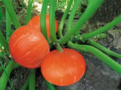 How to plant and manage red chestnut pumpkin?