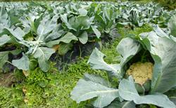 How to fertilize cauliflower?