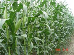 How to promote the early ripening of summer corn?